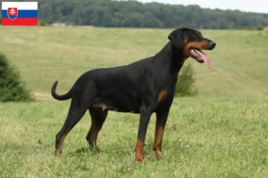 Read more about the article Criadores de Doberman e cachorros na Eslováquia