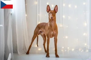 Read more about the article Criadores de Pharaoh Hound e cachorros na República Checa