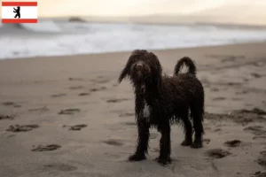 Read more about the article Criadores de Irish Water Spaniel e cachorros em Berlim