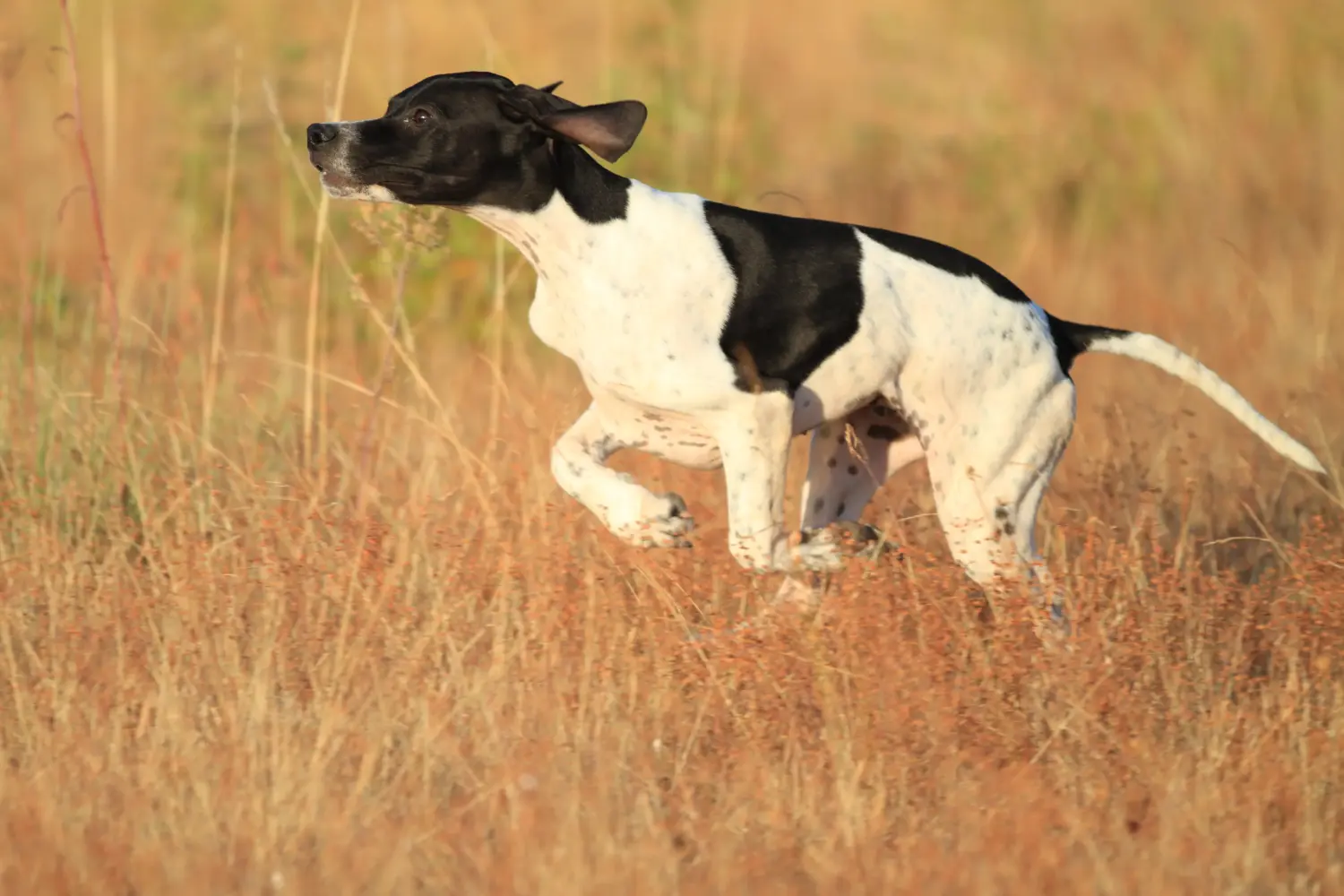 Comprar um cachorro Pointer Inglês significa assumir a responsabilidade! Comprar cachorros Pointer inglês.
