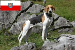 Read more about the article Criadores de cães de caça franceses e cachorros na Turíngia