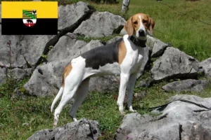 Read more about the article Criadores de cães de caça franceses e cachorros em Saxónia-Anhalt