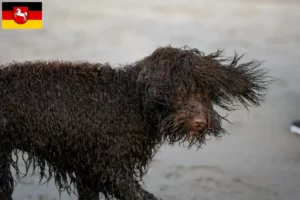 Read more about the article Criadores de Irish Water Spaniel e cachorros na Baixa Saxónia