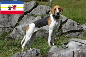 Read more about the article Criadores de cães de caça franceses e cachorros em Mecklenburg-Vorpommern