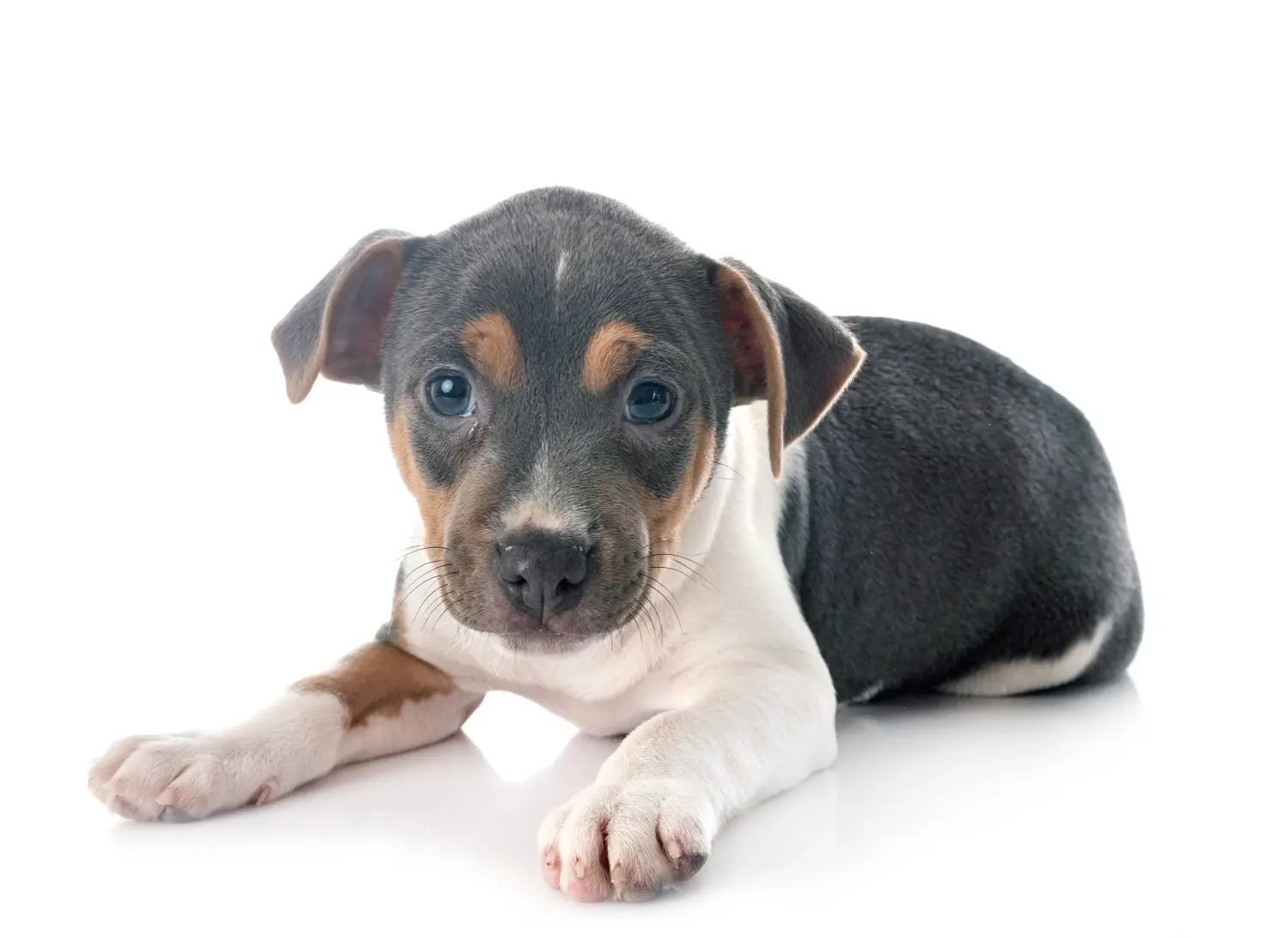 Comprar um cachorro Terrier Brasileiro significa assumir responsabilidades! Comprar cachorros Terrier brasileiro.