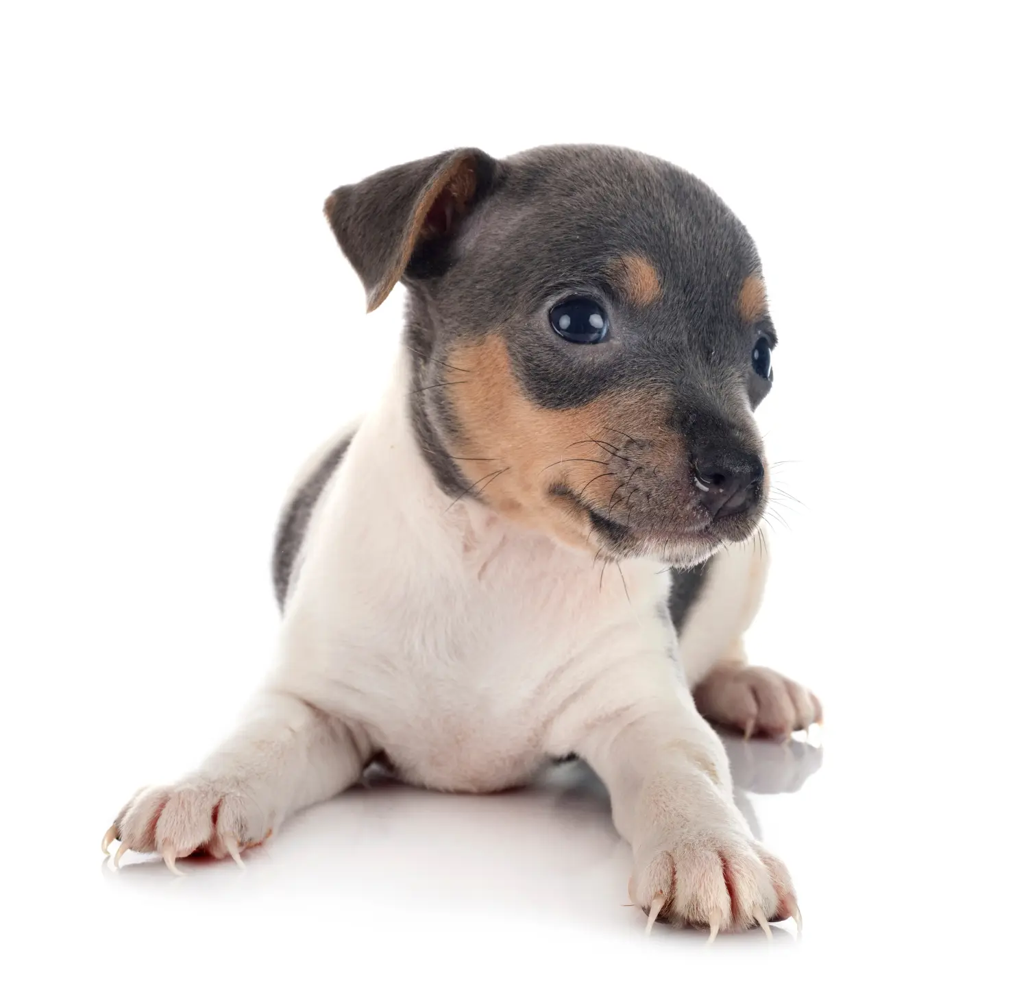 Comprar um cachorro Terrier Brasileiro significa assumir responsabilidades! Comprar cachorros Terrier brasileiro.