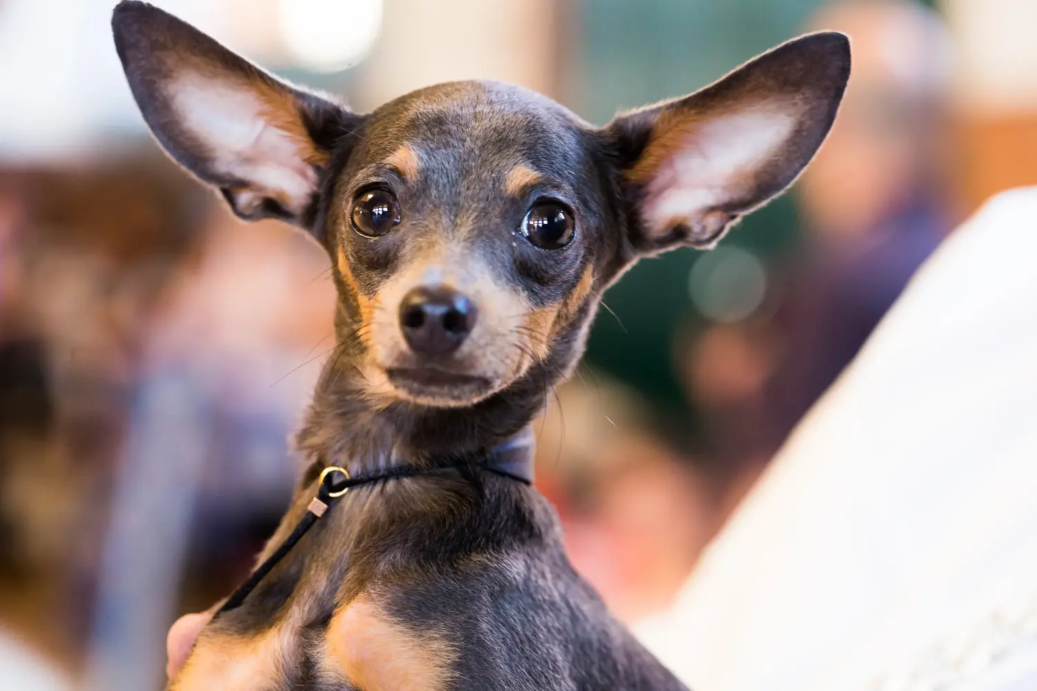 Comprar um cachorro Toy Terrier Inglês significa assumir responsabilidades! Comprar cachorros Toy Terrier inglês.