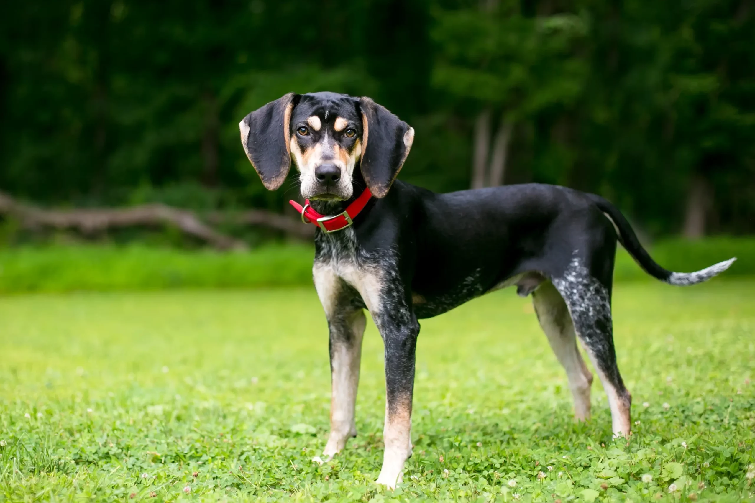 Read more about the article Criador de Coonhound Bluetick