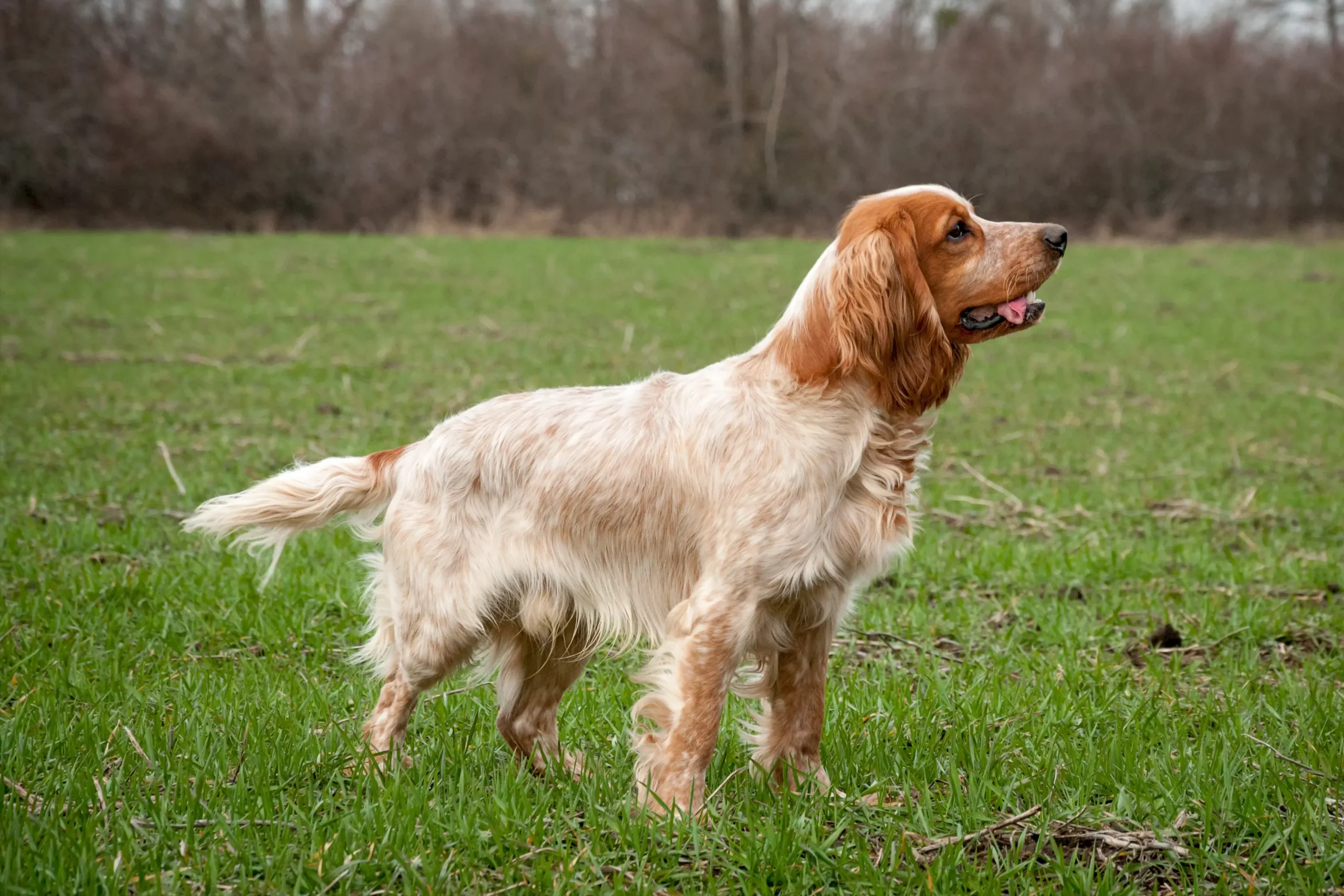 Read more about the article Criador de Spaniel russo