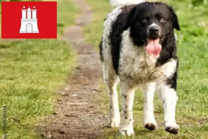 Read more about the article Frisian Water Dog Breeder e cachorros em Hamburgo