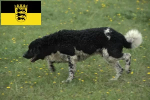 Read more about the article Criadores de Cão de Água Frísio e cachorros em Baden-Württemberg