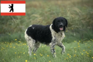 Read more about the article Frisian Water Dog Breeder e cachorros em Berlim