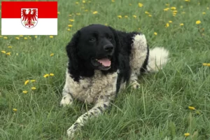 Read more about the article Criador de cães de água frísios e cachorros em Brandenburg