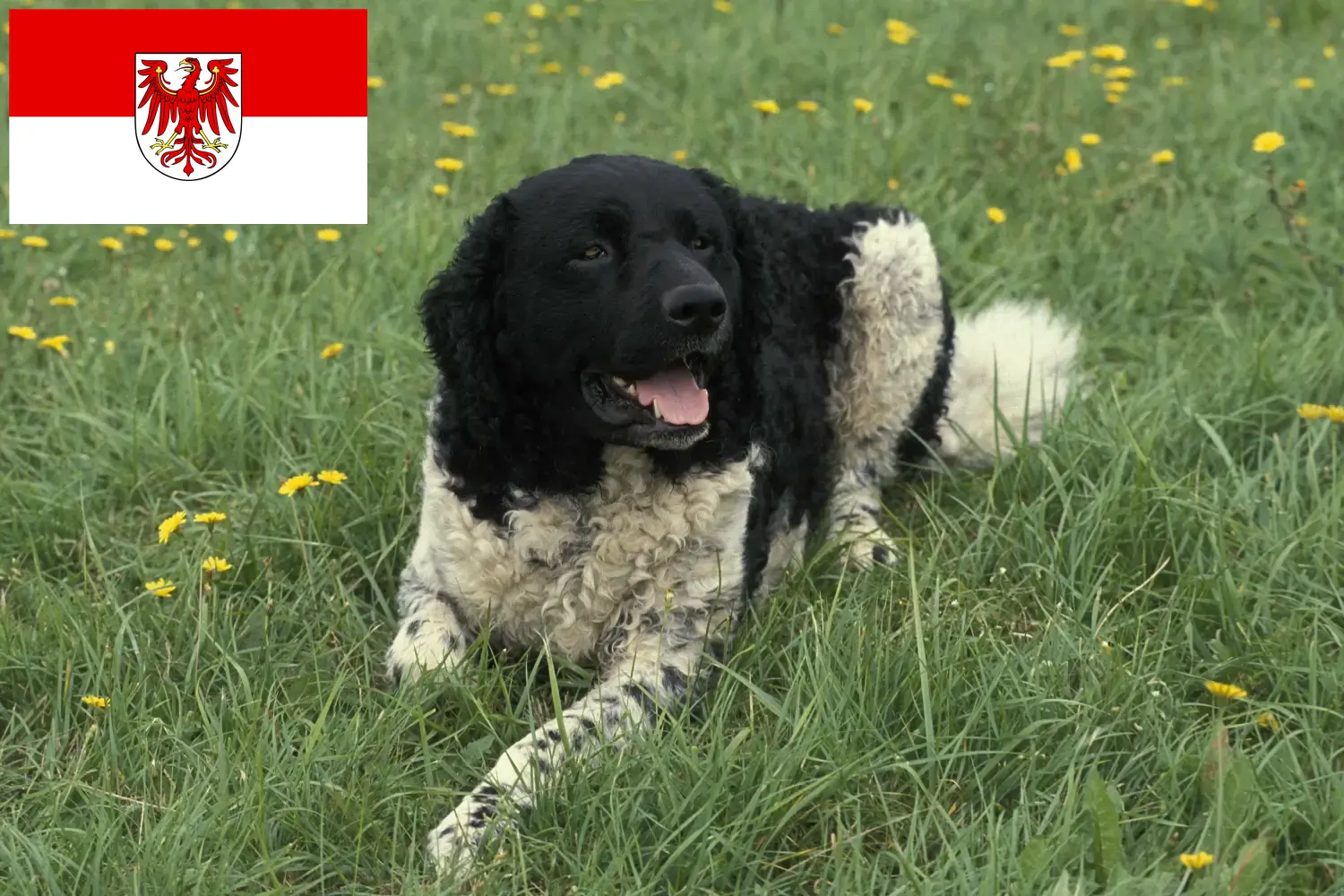 Cão de Água Frísio Cachorros e Criador Brandenburg Aqui pode encontrar criadores de cães de água frísios em Brandenburg.