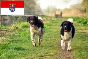 Read more about the article Criadores de Cão de Água Frísio e cachorros em Hessen