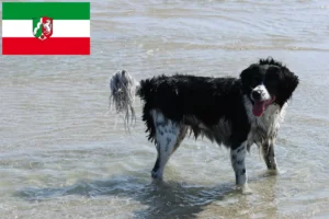 Read more about the article Criadores de cães de água frísios e cachorros na Renânia do Norte-Vestefália