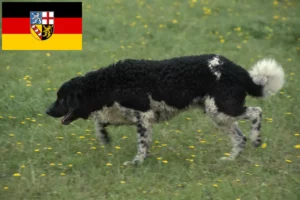 Read more about the article Criadores de Cão de Água Frísio e cachorros em Sarre