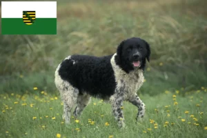 Read more about the article Criador de Cão de Água Frísio e cachorros em Saxónia