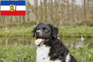 Read more about the article Criadores de Cão de Água Frísio e cachorros em Schleswig-Holstein