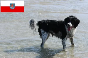 Read more about the article Criadores de cães de água frísios e cachorros em Thuringia