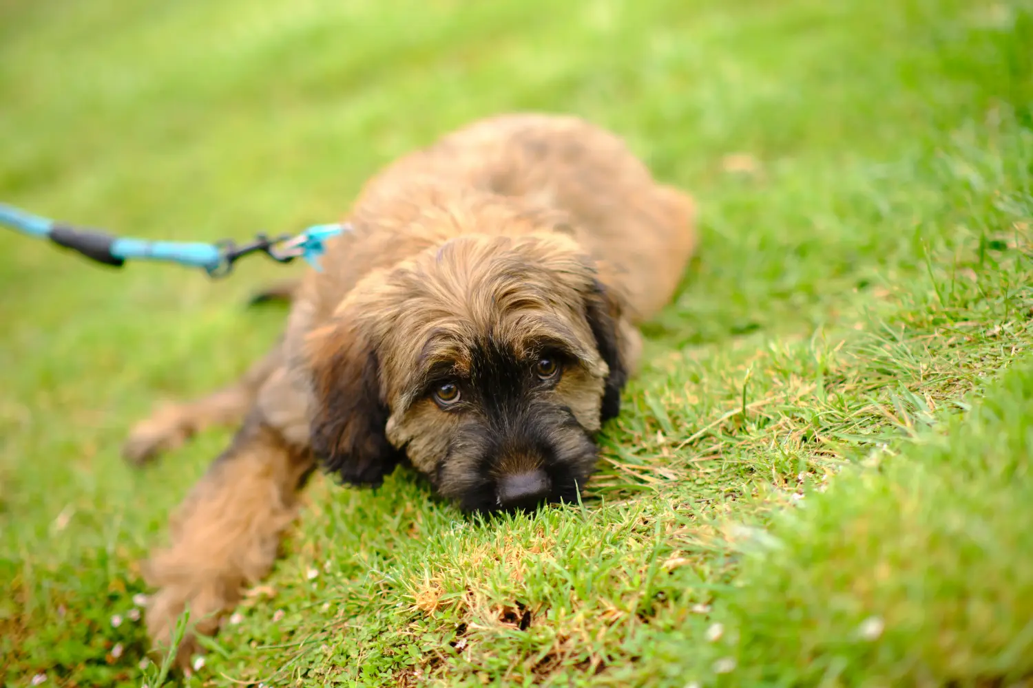 Comprar um cachorro Gos d'Atura Catalá significa assumir a responsabilidade! Comprar cachorros Gos d'Atura Catalá.