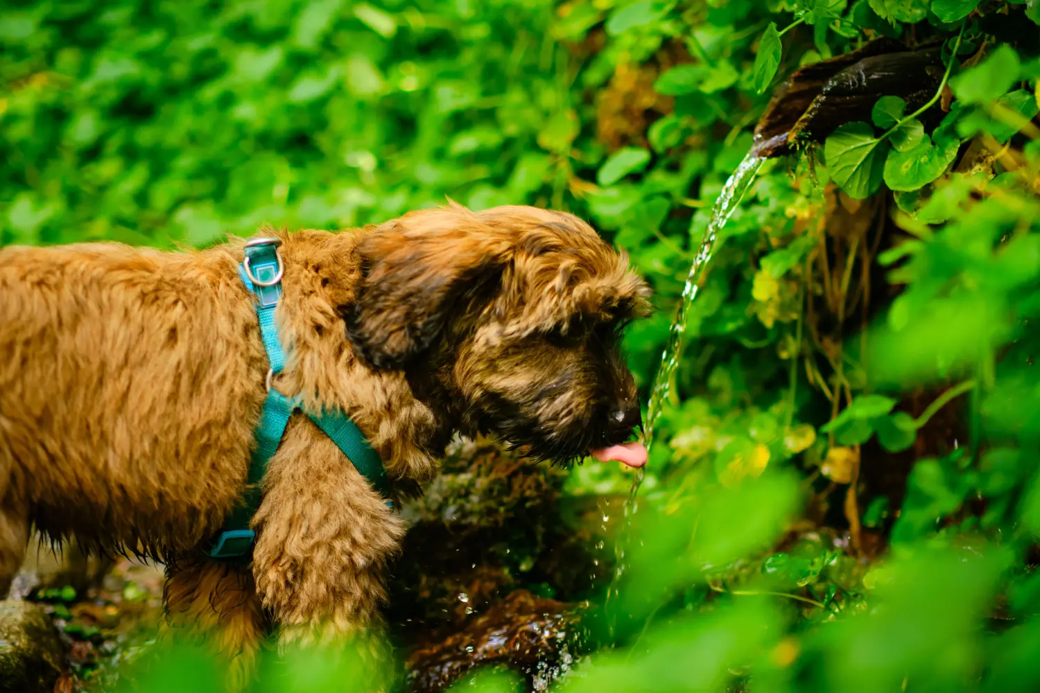 Comprar um cachorro Gos d'Atura Catalá significa assumir a responsabilidade! Comprar cachorros Gos d'Atura Catalá.