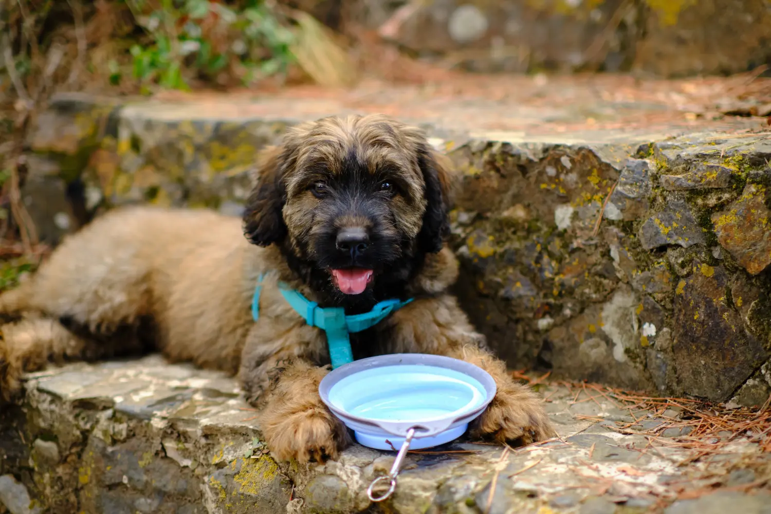 Comprar um cachorro Gos d'Atura Catalá significa assumir a responsabilidade! Comprar cachorros Gos d'Atura Catalá.
