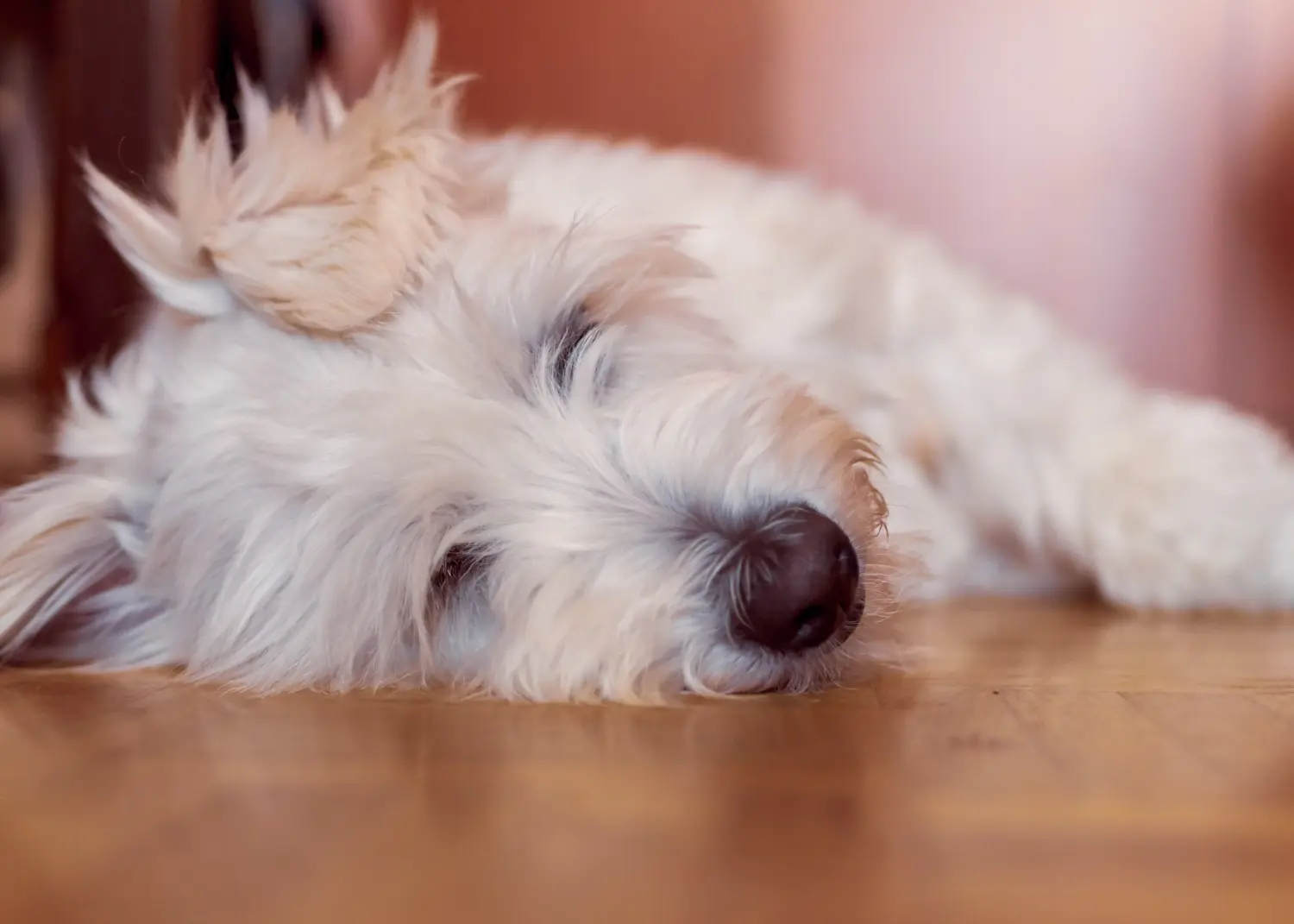 Comprar um cachorro Gos d'Atura Catalá significa assumir a responsabilidade! Comprar cachorros Gos d'Atura Catalá.