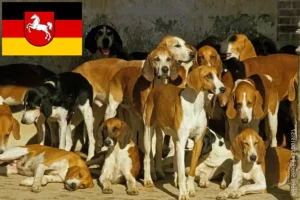 Read more about the article Criadores de Grand Anglo-Français e cachorros na Baixa Saxónia