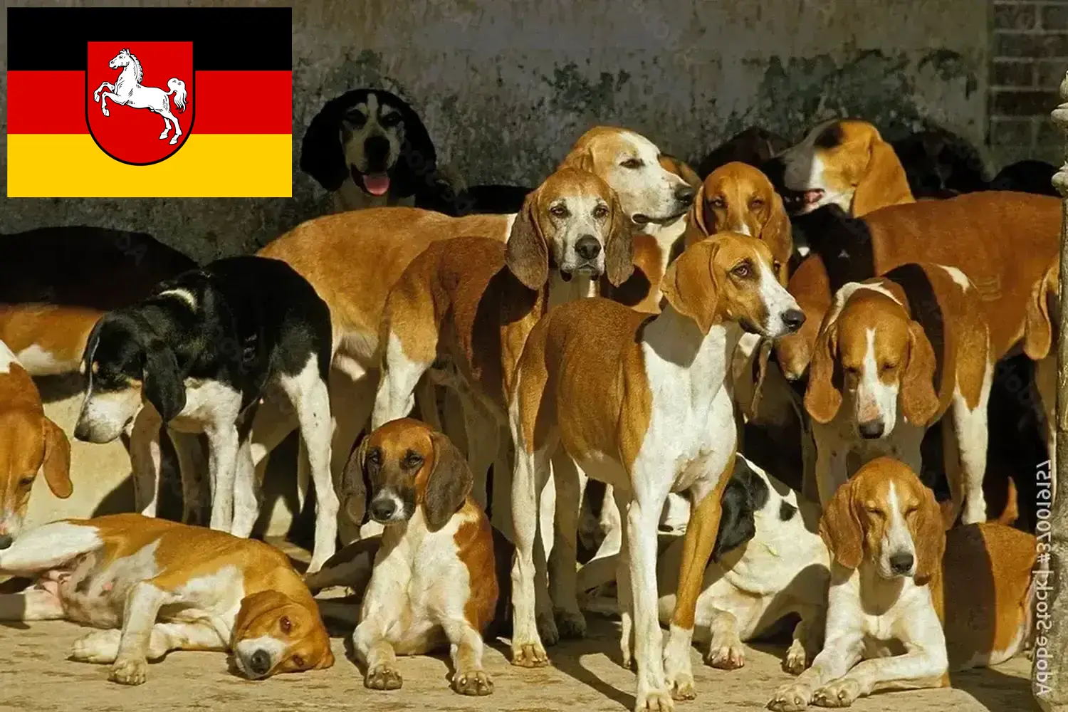 Read more about the article Criadores de Grand Anglo-Français e cachorros na Baixa Saxónia