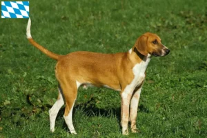 Read more about the article Criadores de Grand Anglo-Français e cachorros na Baviera