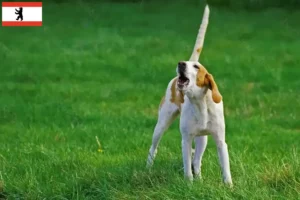 Read more about the article Criadores de Grand Anglo-Français e cachorros em Berlim