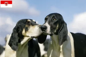 Read more about the article Criadores de Grand Anglo-Français e cachorros em Brandenburg