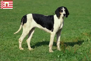 Read more about the article Criadores de Grand Anglo-Français e cachorros em Bremen