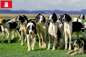 Read more about the article Criadores de Grand Anglo-Français e cachorros em Hamburgo