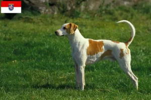 Read more about the article Criadores de Grand Anglo-Français e cachorros em Hessen