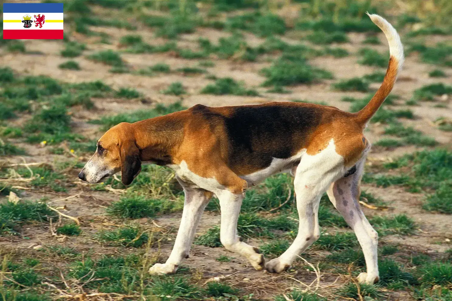 Read more about the article Criadores de Grand Anglo-Français e cachorros em Mecklenburg-Vorpommern
