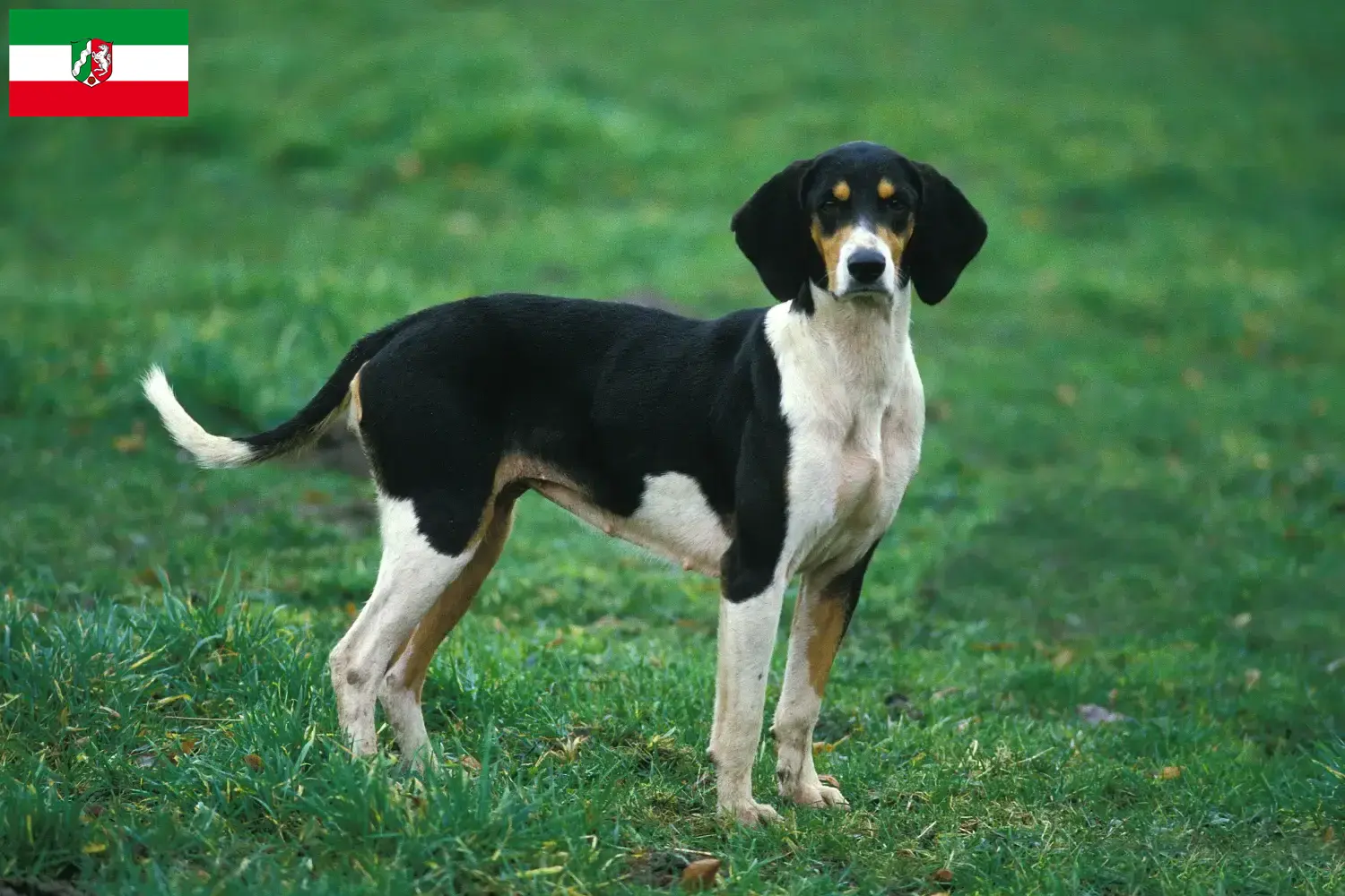 Read more about the article Criadores de Grand Anglo-Français e cachorros na Renânia do Norte-Vestefália