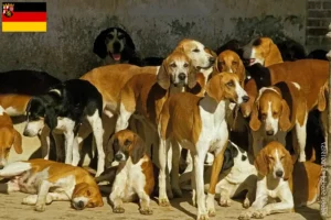 Read more about the article Criadores de Grand Anglo-Français e cachorros na Renânia-Palatinado