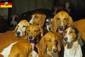 Read more about the article Criadores de Grand Anglo-Français e cachorros no Sarre
