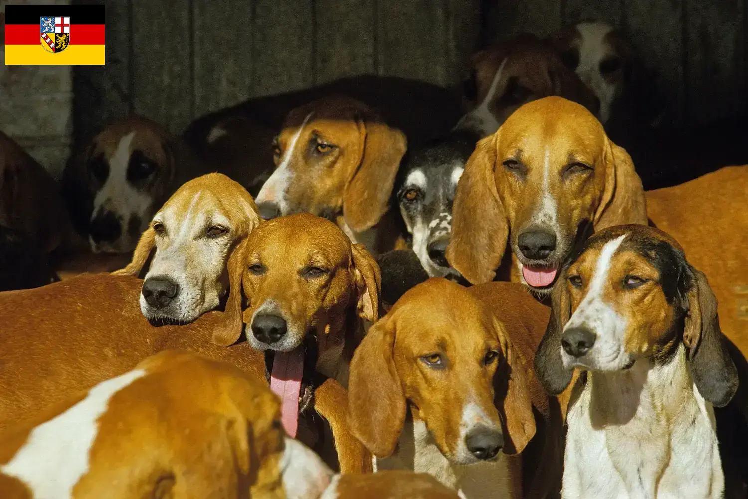 Read more about the article Criadores de Grand Anglo-Français e cachorros no Sarre
