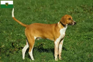 Read more about the article Criadores de Grand Anglo-Français e cachorros na Saxónia