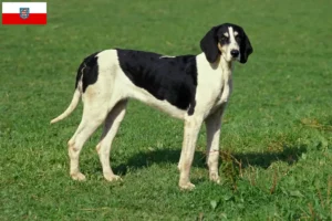 Read more about the article Criadores de Grand Anglo-Français e cachorros na Turíngia