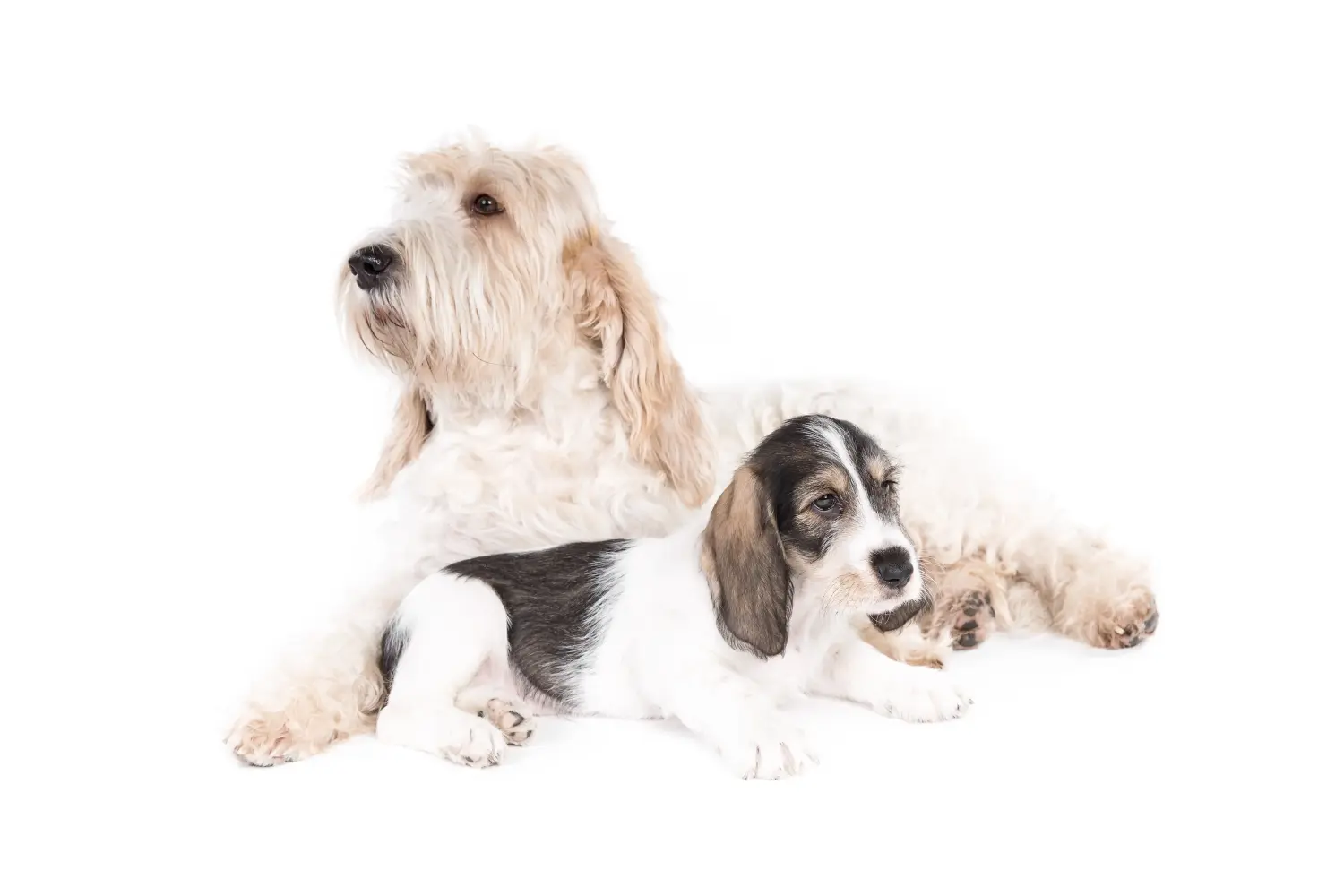 Comprar um cachorro Grand Basset Griffon Vendéen significa assumir a responsabilidade! Comprar cachorros Grand Basset Griffon Vendéen.