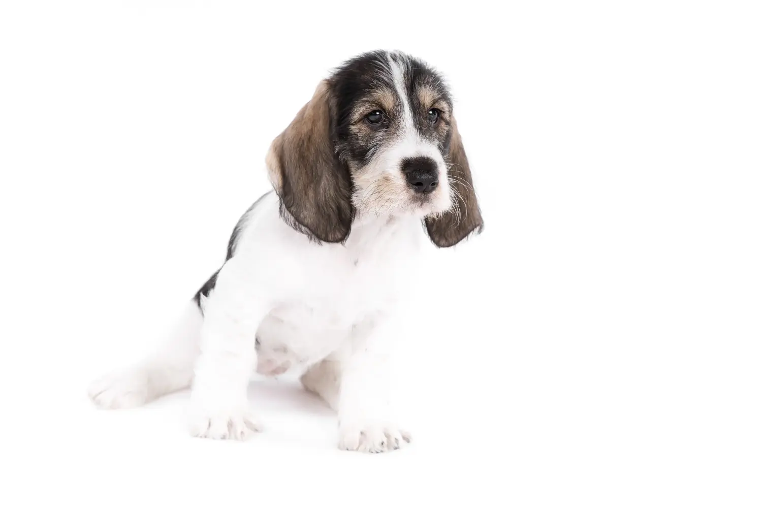 Comprar um cachorro Grand Basset Griffon Vendéen significa assumir a responsabilidade! Comprar cachorros Grand Basset Griffon Vendéen.