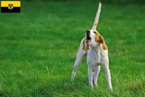 Read more about the article Criadores de Grand Anglo-Français e cachorros na Saxónia-Anhalt