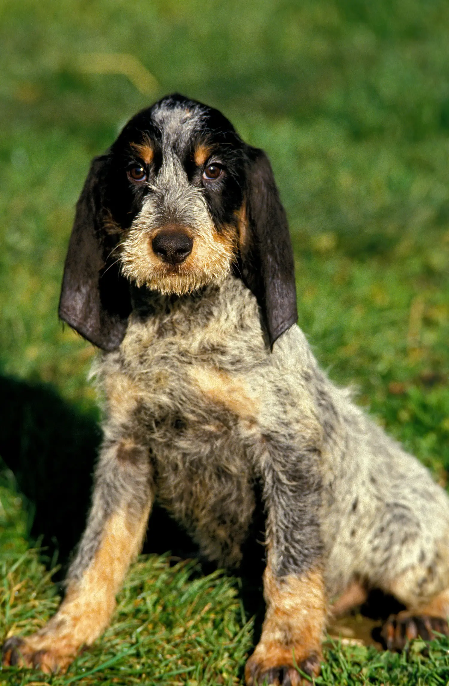 Comprar um cachorro Griffon Bleu de Gascogne significa assumir a responsabilidade! Comprar cachorros Griffon Bleu de Gascogne.