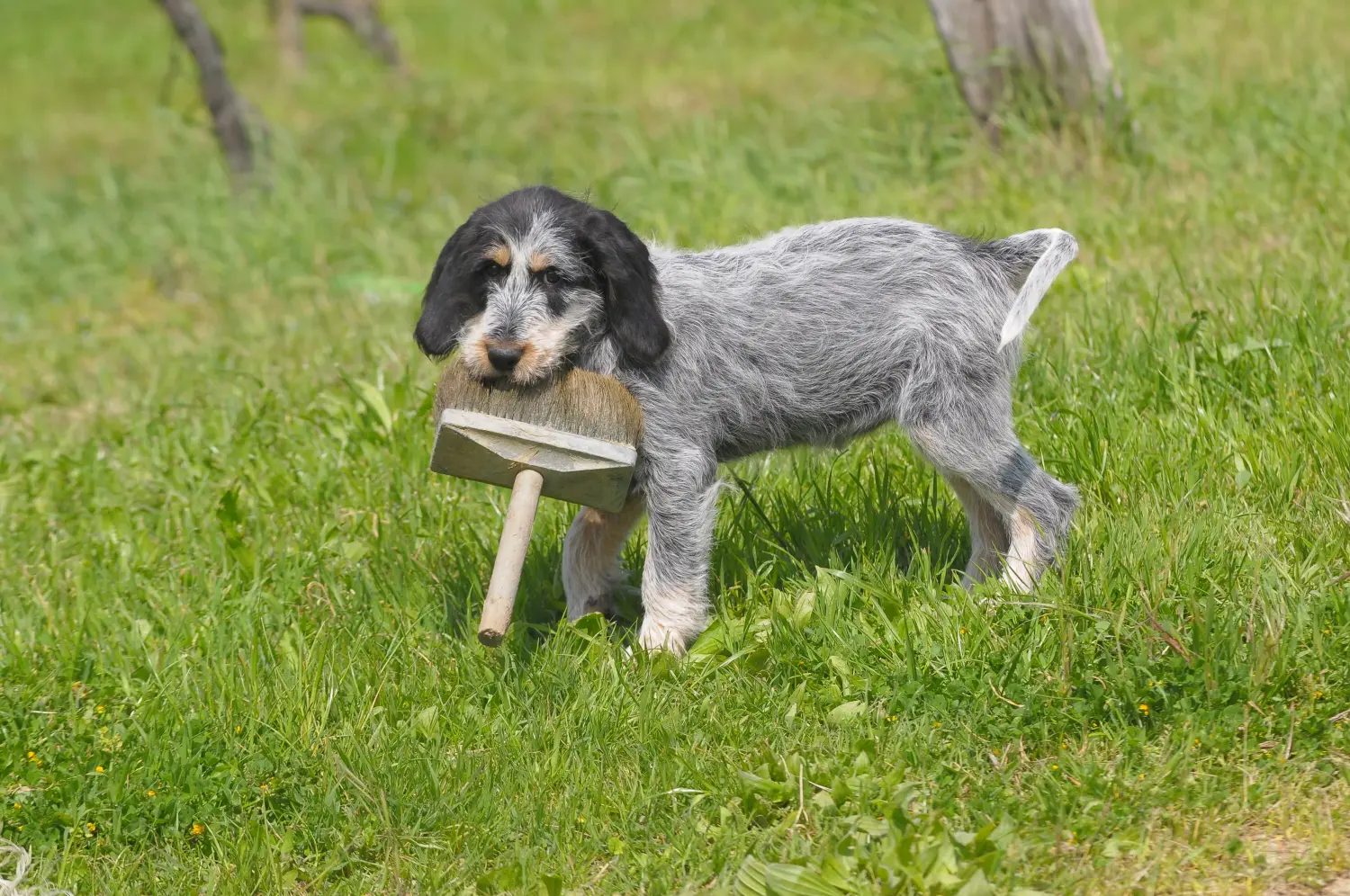 Comprar um cachorro Griffon Bleu de Gascogne significa assumir a responsabilidade! Comprar cachorros Griffon Bleu de Gascogne.