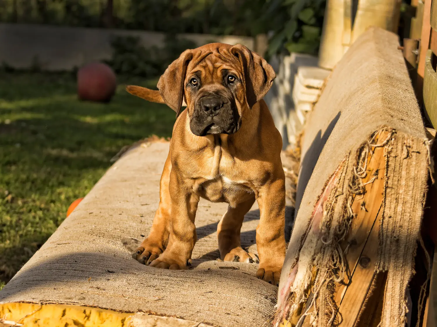 Comprar um cachorro Boerboel significa assumir responsabilidades! Comprar cachorros Boerboel.