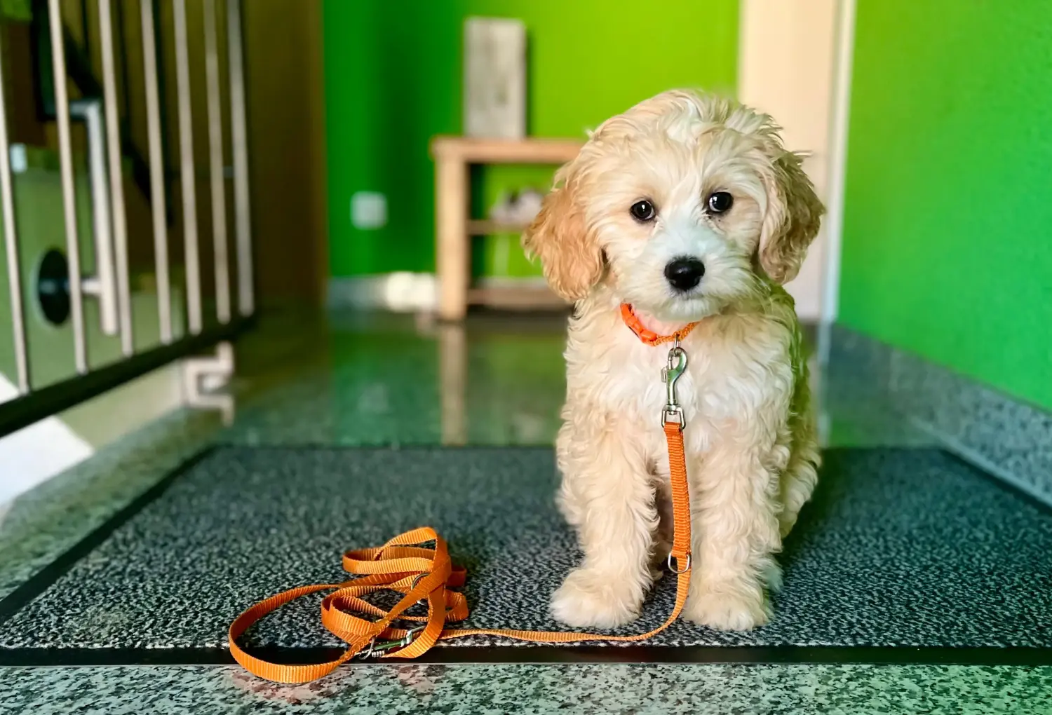 Comprar um cachorro Cockapoo significa assumir responsabilidades! Comprar cachorros Cockapoo.
